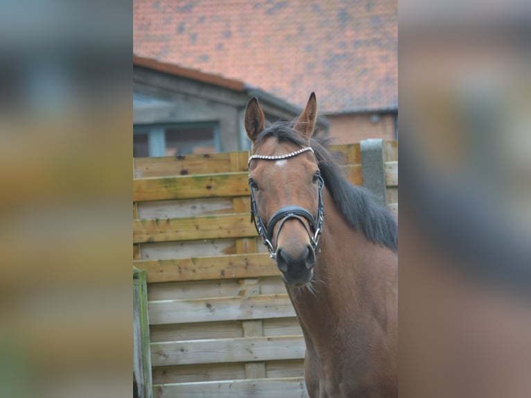 Altre razze Giumenta 3 Anni 160 cm Baio in Breda