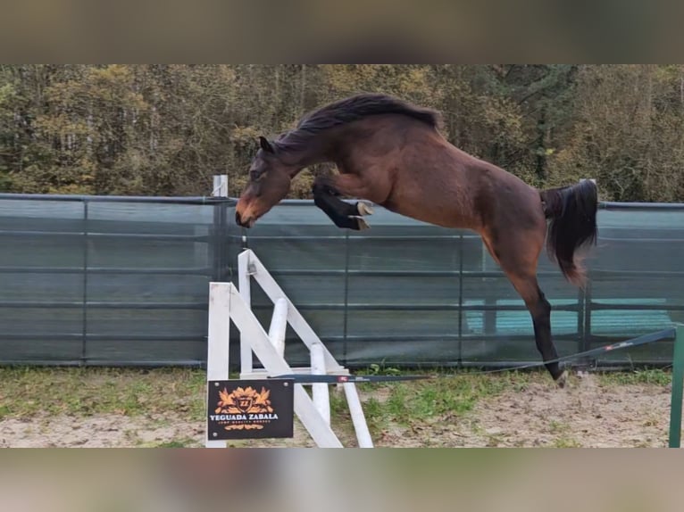 Altre razze Giumenta 3 Anni 160 cm Baio in Garai-San Migel