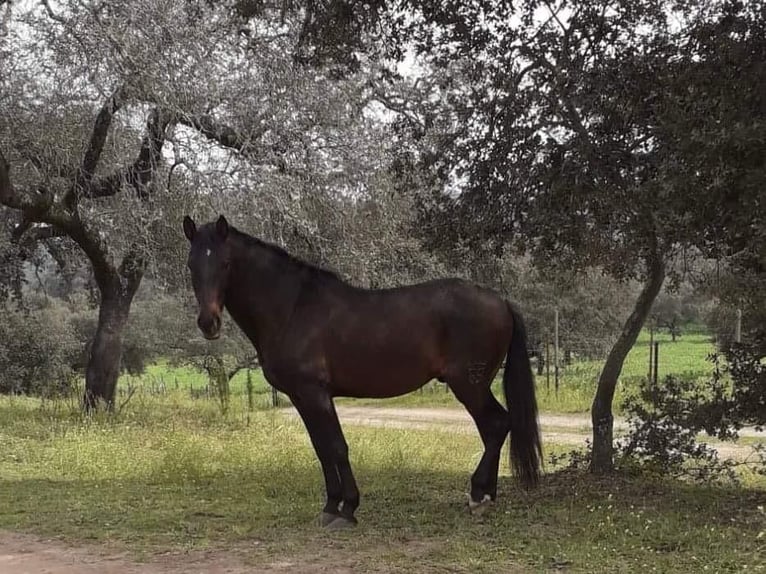 Altre razze Giumenta 3 Anni 160 cm Grigio in Bages