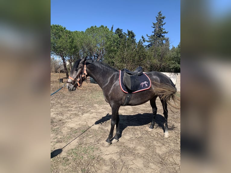 Altre razze Giumenta 3 Anni 160 cm Grigio in Bages