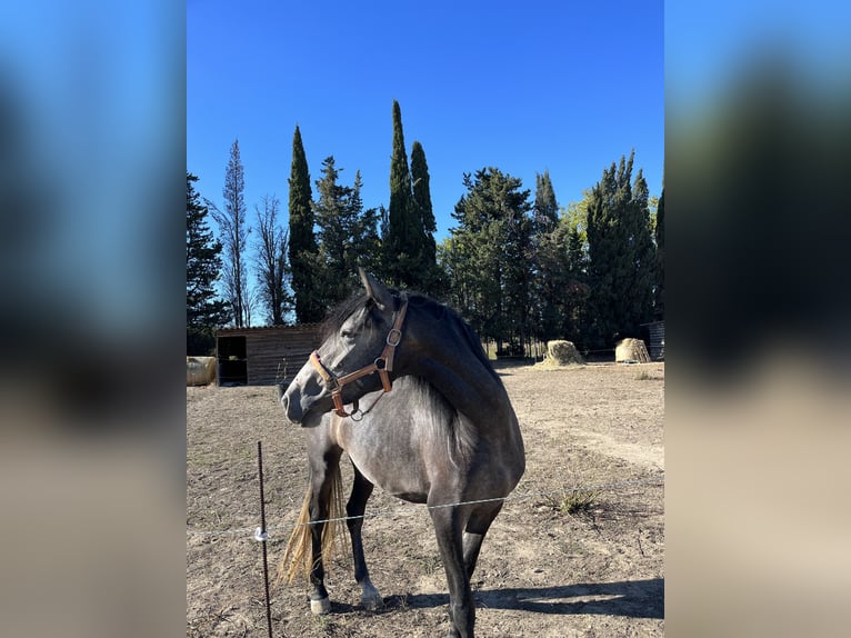 Altre razze Giumenta 3 Anni 160 cm Grigio in Bages