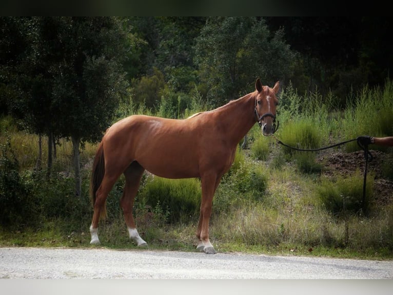 Altre razze Giumenta 3 Anni 165 cm Sauro in Mornas