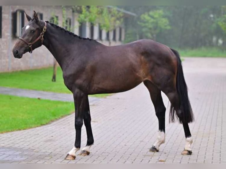 Altre razze Giumenta 3 Anni 169 cm in Zele