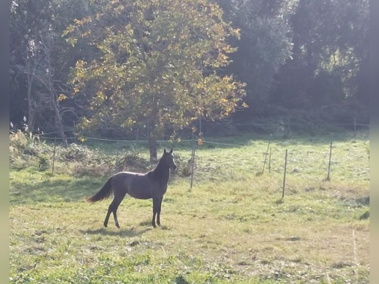 Altre razze Giumenta 3 Anni in Landau i.d. Pfalz