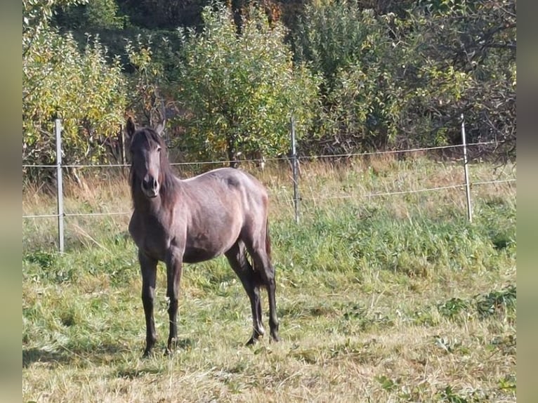 Altre razze Giumenta 3 Anni in Landau i.d. Pfalz