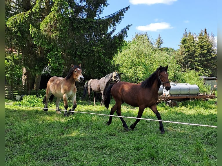 Altre razze Mix Giumenta 4 Anni 137 cm Baio in Laubach