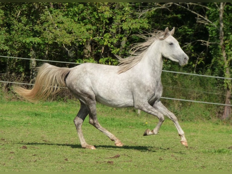 Altre razze Giumenta 4 Anni 146 cm Grigio in Saint-Romain-sous-Gourdon