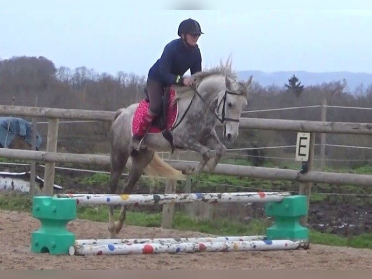 Altre razze Giumenta 4 Anni 146 cm Grigio in Saint-Romain-sous-Gourdon