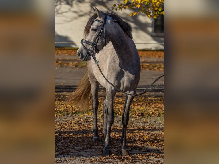 Altre razze Giumenta 4 Anni 148 cm Grigio in Schwäbisch Gmünd