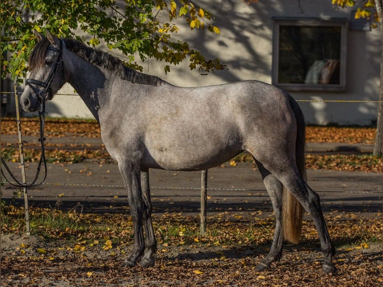 Altre razze Giumenta 4 Anni 148 cm Grigio in Schwäbisch Gmünd