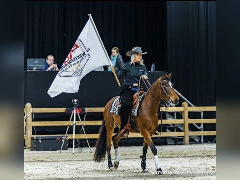 Altre razze Giumenta 4 Anni 149 cm Baio in Wechelderzande