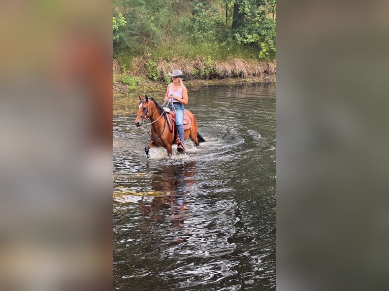 Altre razze Giumenta 4 Anni 149 cm Baio in Wechelderzande