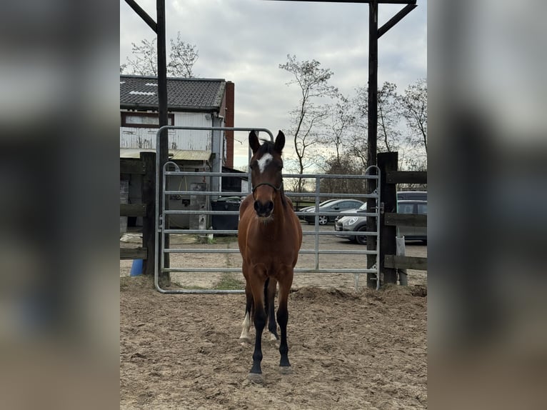 Altre razze Giumenta 4 Anni 149 cm Baio in Wechelderzande