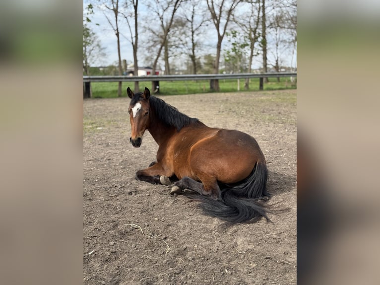 Altre razze Giumenta 4 Anni 149 cm Baio in Wechelderzande