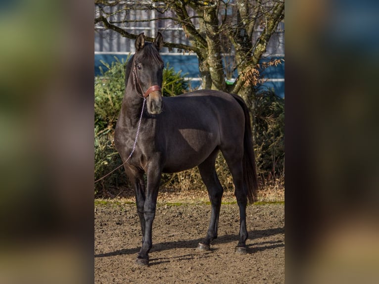 Altre razze Giumenta 4 Anni 149 cm Può diventare grigio in Schwäbisch Gmünd