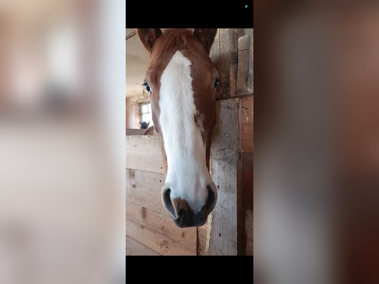 Altre razze Giumenta 4 Anni 150 cm  in Ponzone