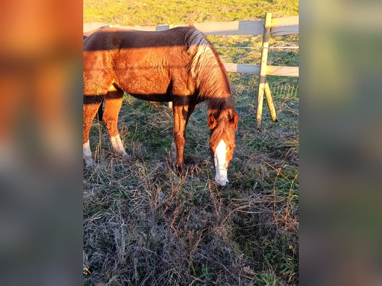 Altre razze Giumenta 4 Anni 150 cm  in Ponzone
