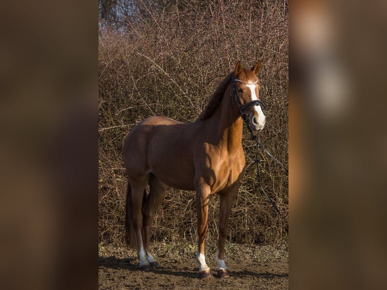 Altre razze Giumenta 4 Anni 151 cm Sauro in Schwäbisch Gmünd