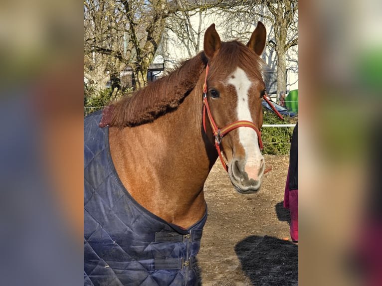 Altre razze Giumenta 4 Anni 151 cm Sauro in Schwäbisch Gmünd