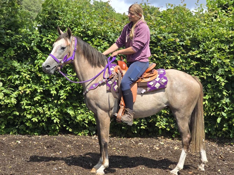 Altre razze Giumenta 4 Anni 152 cm Falbo baio in Linkenbach