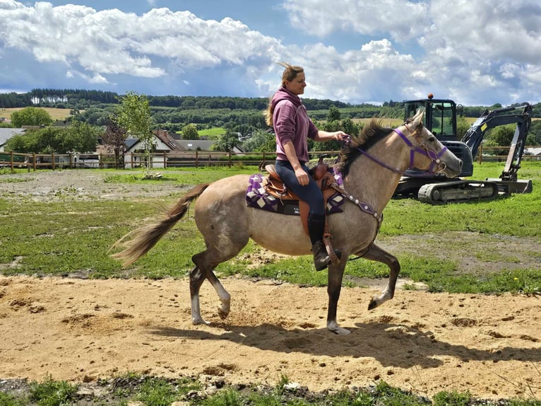 Altre razze Giumenta 4 Anni 152 cm Falbo baio in Linkenbach