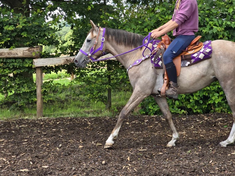 Altre razze Giumenta 4 Anni 152 cm Falbo baio in Linkenbach