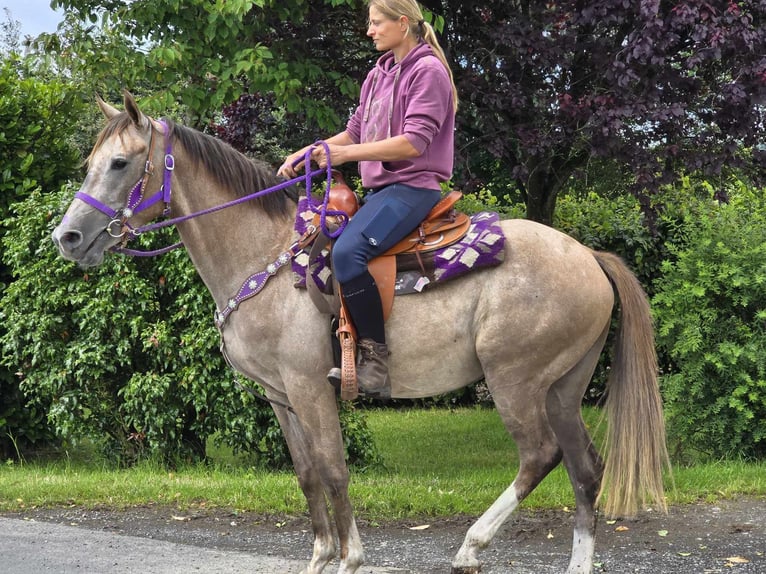 Altre razze Giumenta 4 Anni 152 cm Falbo baio in Linkenbach