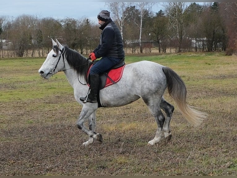 Altre razze Giumenta 4 Anni 154 cm Grigio pezzato in Ellersleben