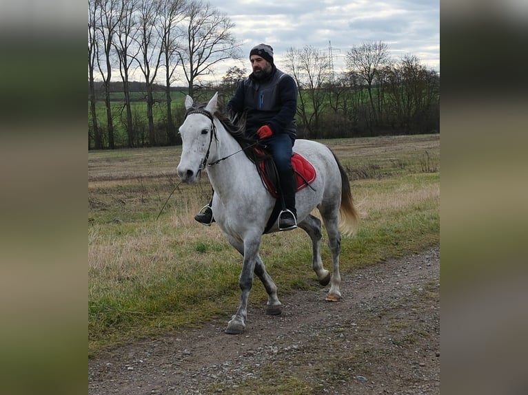 Altre razze Giumenta 4 Anni 154 cm Grigio pezzato in Ellersleben