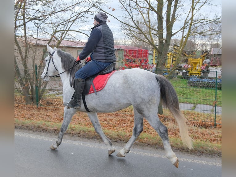 Altre razze Giumenta 4 Anni 154 cm Grigio pezzato in Ellersleben