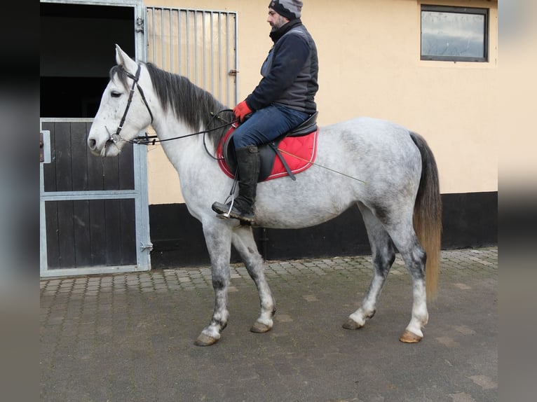 Altre razze Giumenta 4 Anni 154 cm Grigio pezzato in Ellersleben