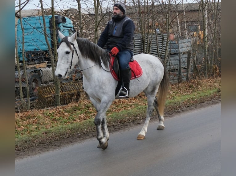 Altre razze Giumenta 4 Anni 154 cm Grigio pezzato in Ellersleben