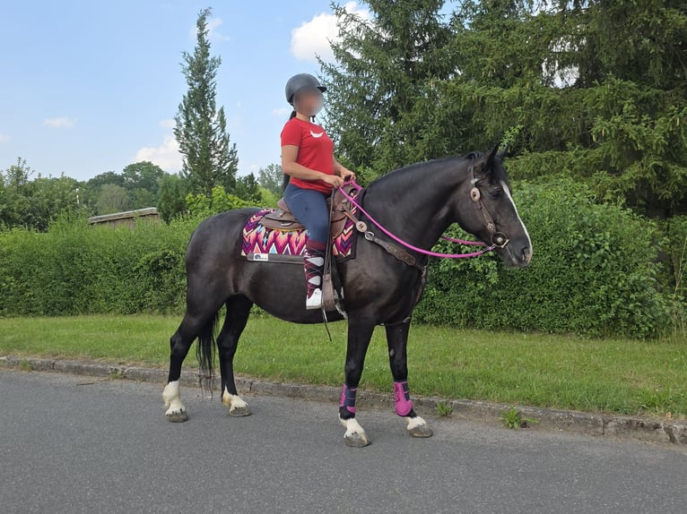 Altre razze Giumenta 4 Anni 154 cm Morello in Linkenbach