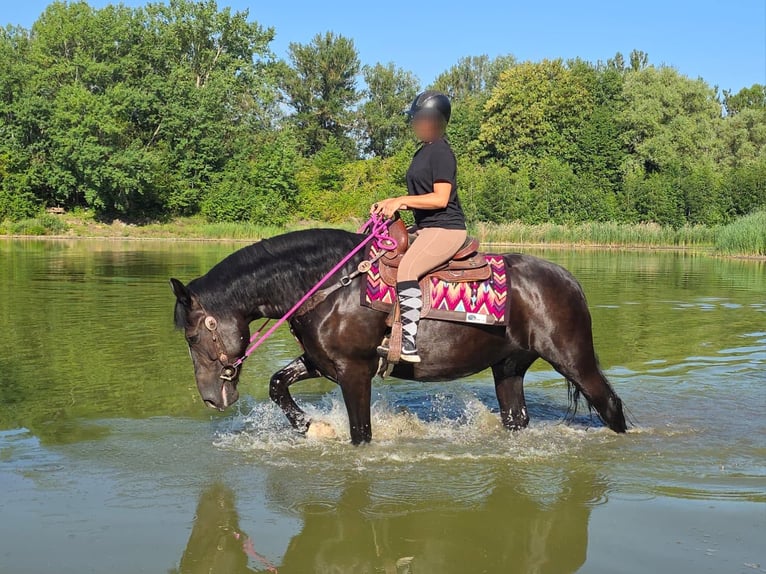 Altre razze Giumenta 4 Anni 154 cm Morello in Linkenbach