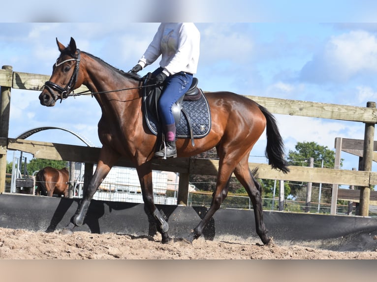 Altre razze Giumenta 4 Anni 155 cm Baio in Achtmaal