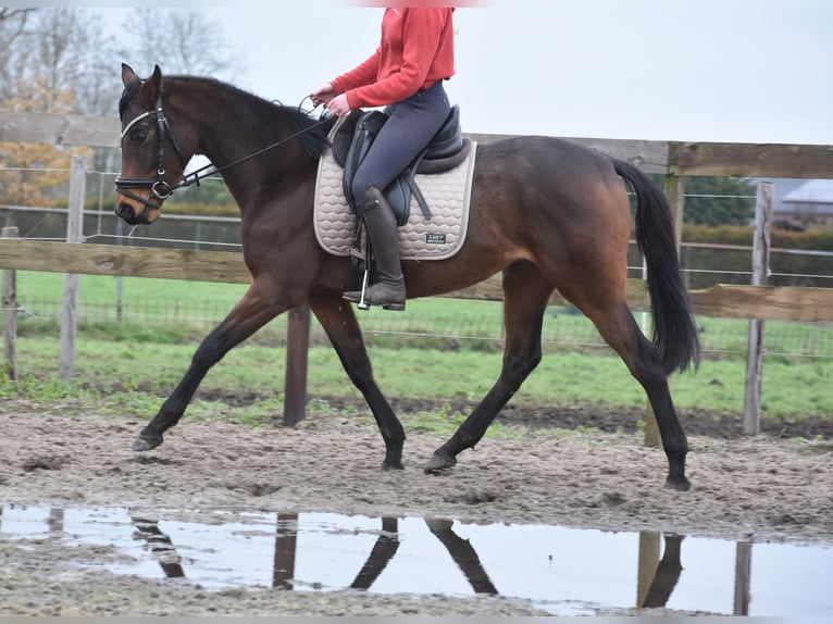 Altre razze Giumenta 4 Anni 155 cm Baio in Achtmaal