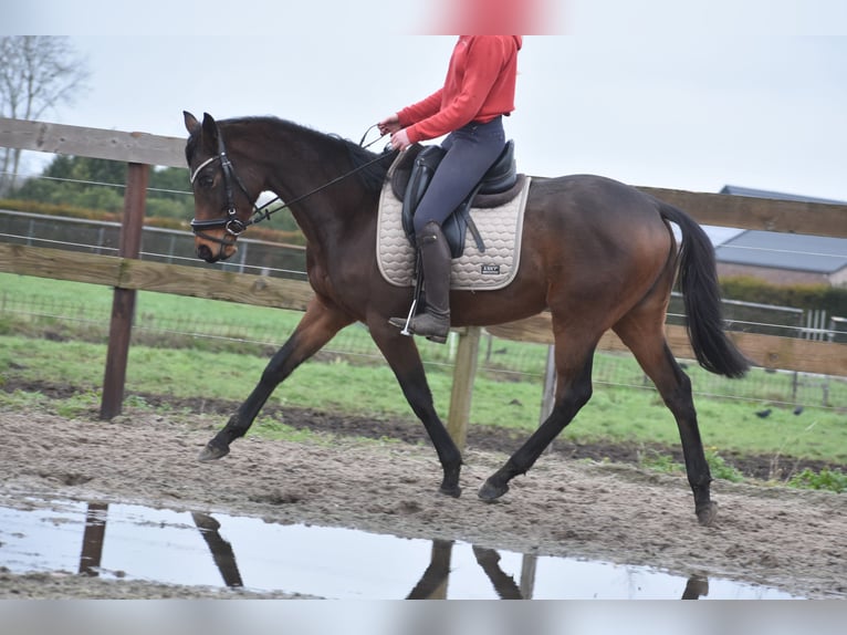 Altre razze Giumenta 4 Anni 155 cm Baio in Achtmaal