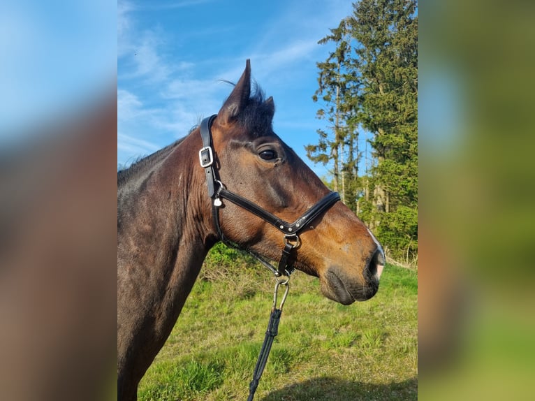 Altre razze Mix Giumenta 4 Anni 155 cm Baio scuro in Zeven