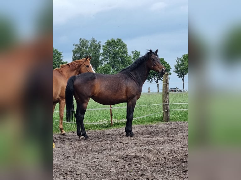 Altre razze Mix Giumenta 4 Anni 155 cm Baio scuro in Zeven