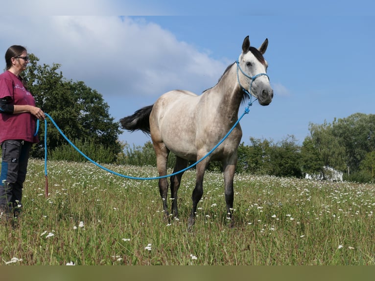 Altre razze Mix Giumenta 4 Anni 155 cm Grigio pezzato in Sulzbach am Main