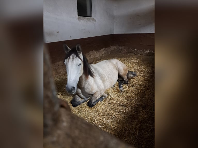 Altre razze Mix Giumenta 4 Anni 155 cm Grigio pezzato in Sulzbach am Main