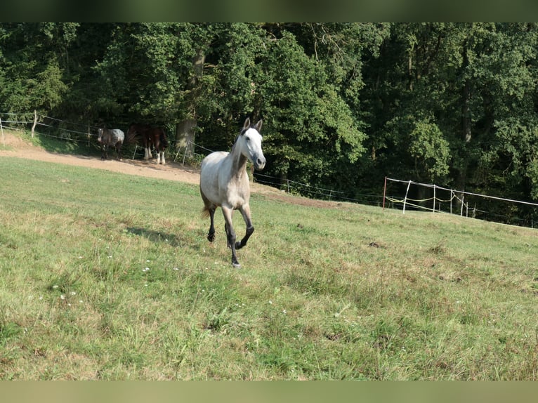 Altre razze Mix Giumenta 4 Anni 155 cm Grigio pezzato in Sulzbach am Main