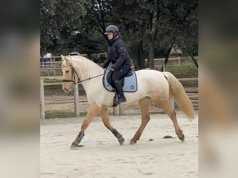 Altre razze Mix Giumenta 4 Anni 155 cm Palomino in Puyméras