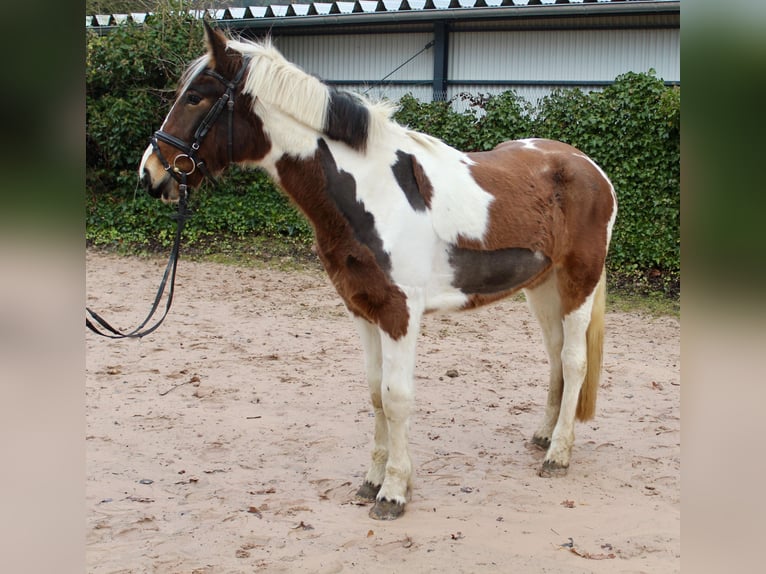 Altre razze Giumenta 4 Anni 155 cm Pezzato in Sonnefeld