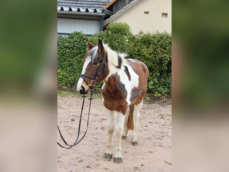 Altre razze Giumenta 4 Anni 155 cm Pezzato in Sonnefeld