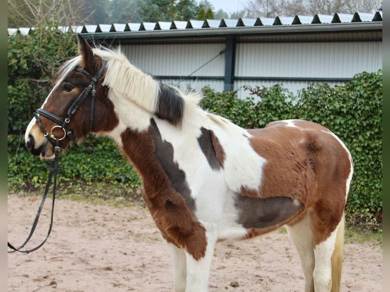 Altre razze Giumenta 4 Anni 155 cm Pezzato in Sonnefeld