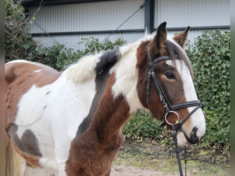 Altre razze Giumenta 4 Anni 155 cm Pezzato in Sonnefeld