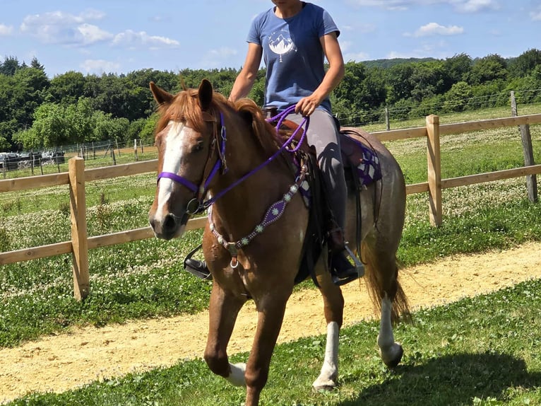 Altre razze Giumenta 4 Anni 155 cm Sauro in Linkenbach