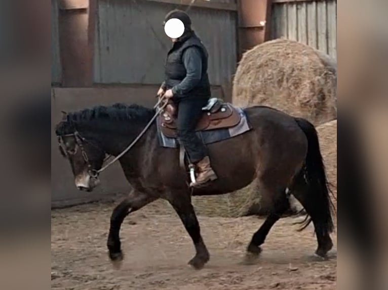 Altre razze Giumenta 4 Anni 156 cm Baio in Velten