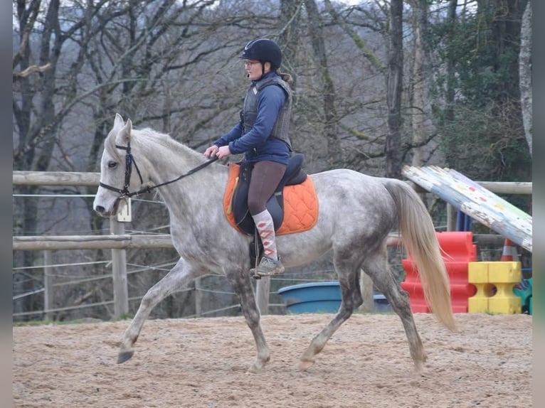 Altre razze Giumenta 4 Anni 156 cm Grigio in Condom
